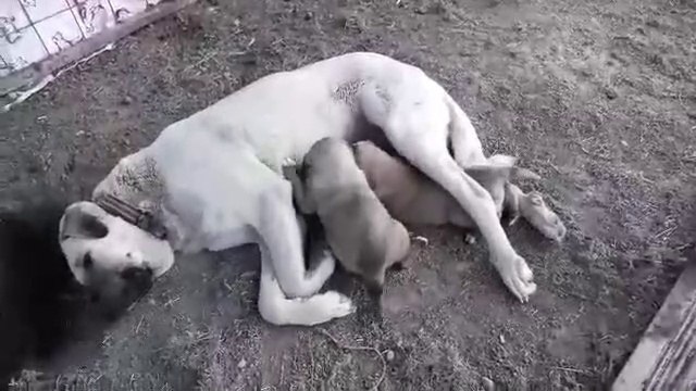 ANADOLU COBAN KOPEK YAVRULARI SABAH KAHVALTISI - ANATOLiAN SHEPHERD DOG PUPPiES BREAKFAST