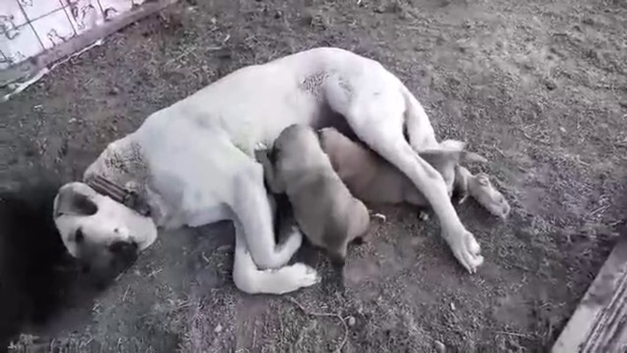 ANADOLU COBAN KOPEK YAVRULARI SABAH KAHVALTISI - ANATOLiAN SHEPHERD DOG PUPPiES BREAKFAST