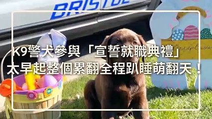 petsmao.nownews-copy1-20200420-14:32