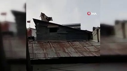 Çatıdaki ineği gören gözlerine inanamadı