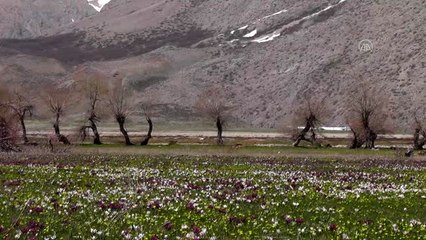 Baharın müjdecisi çiğdem ve nergis çiçeklerinin görsel şöleni