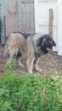 ADAMCI KAFKAS COBAN KOPEKLERi - ANGRY CAUCASiAN SHEPHERD DOGS