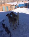 KANGALLAR KAR KEYFi - KANGAL SHEPHERD DOGS and SNOW