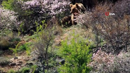 Yiyecek arayan 'Ayı ailesi'  böyle görüntülendi