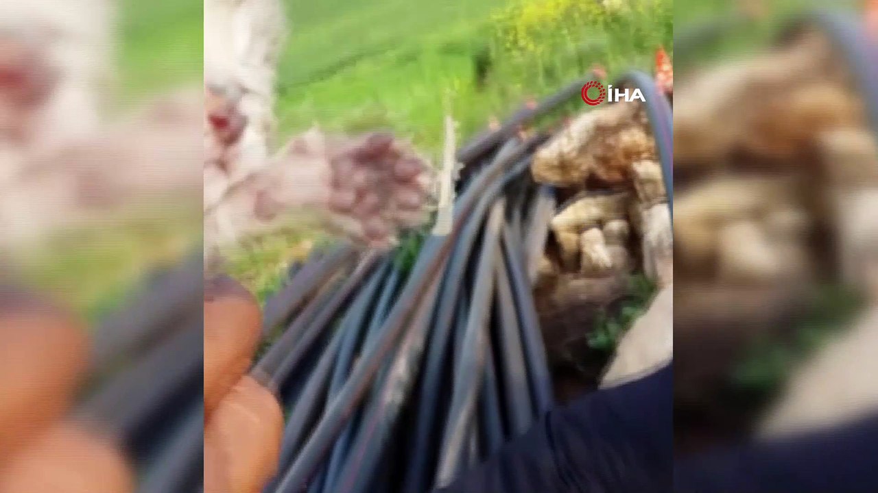 Diyarbakır’da yaban kedisi yavruları görüldü