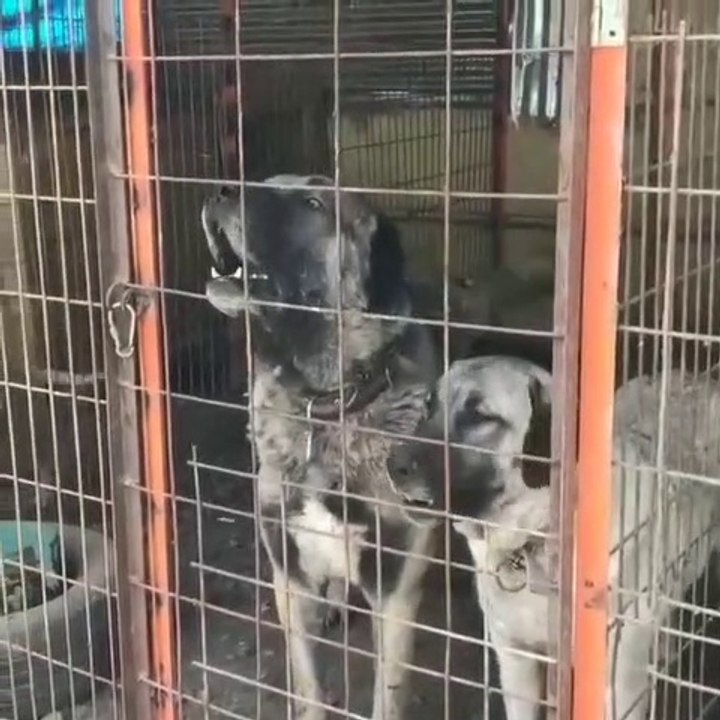 KANGAL, COBAN KOPEGi CİFTLiGiNDEN KOPEK SESLERi - KANGAL and SHEPHERD DOG in FARM DOG SOUNDS