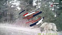 Ormanın yalnız kurdu fotokapanla görüntülendi