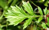 Pelin otu nedir, pelin otu faydaları nelerdir? Artemisia bitkisi faydaları ve özellikleri nelerdir? Artemisia bitkisi, pelin otu koronavirüse çare mi