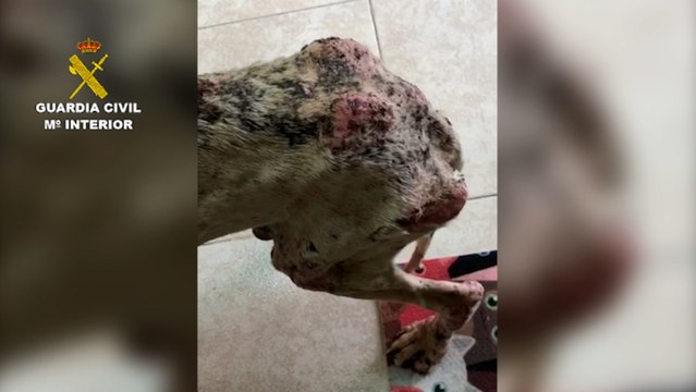 Guardia Civil investiga a un hombre por tener a un perro desnutrido