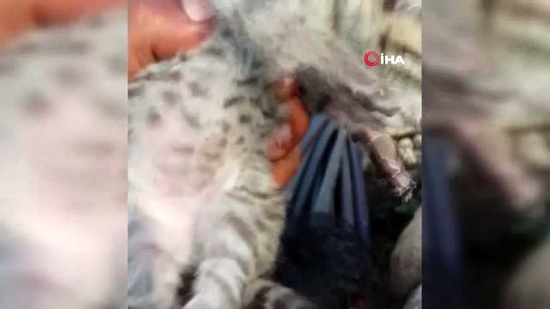 Diyarbakır'da yaban kedisi yavruları görüldü