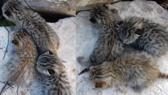 Diyarbakır’da yaban kedisi yavruları görüldü