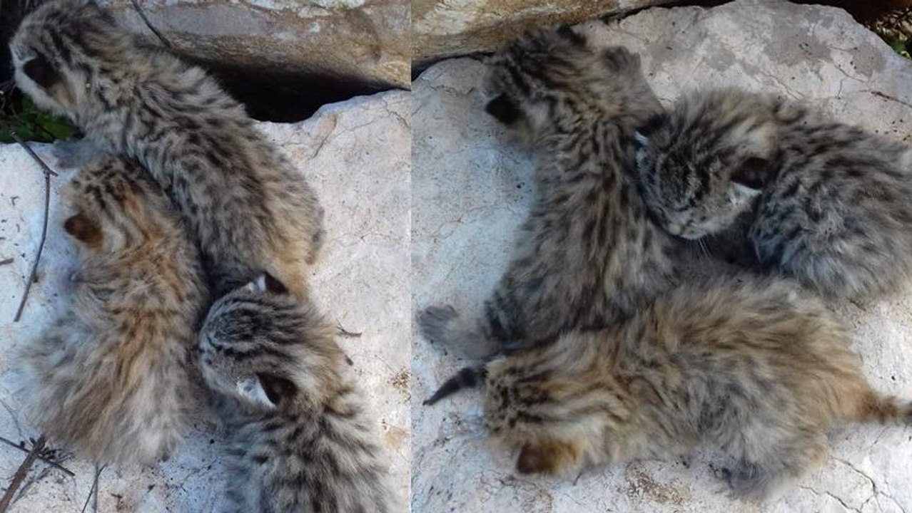 Diyarbakır’da yaban kedisi yavruları görüldü