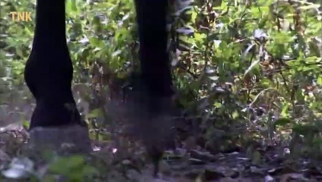 Thiên Long Bát Bộ - Tập 2 _ Phim Kiếm Hiệp Kim Dung