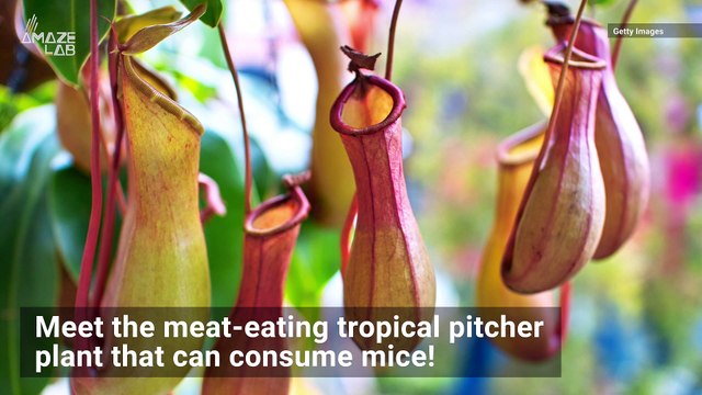Meat-Eating Plant That Snacks on Mice is the Stuff of Nightmares