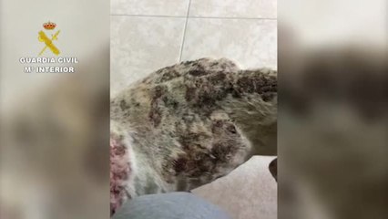 La Guardia Civil realiza varias actuaciones contra el maltrato animal en Tenerife
