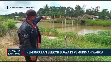 Kemunculan Seekor Buaya ke Permukiman Warga