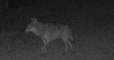 Seine-Maritime : un loup gris a « très probablement » été photographié en Seine-Maritime