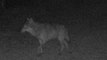 Seine-Maritime : un loup gris a « très probablement » été photographié en Seine-Maritime