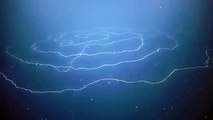 Le siphonophore est l'animal le plus long du monde avec plus de 120 mètres