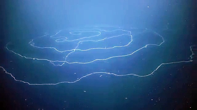 Le siphonophore est l'animal le plus long du monde avec plus de 120 mètres