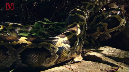 Florida Shop Owner Sells Python Skin Masks For Those Wanting To Make a ‘Fashion Statement’