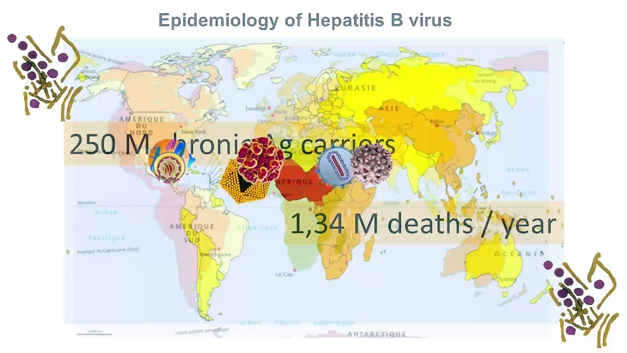 FUN-MOOC : Viral Hepatitis