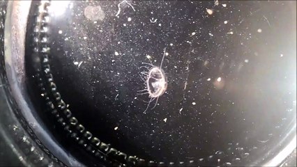 Bebe Meduse Craspedacusta Sowerbyi Video Dailymotion