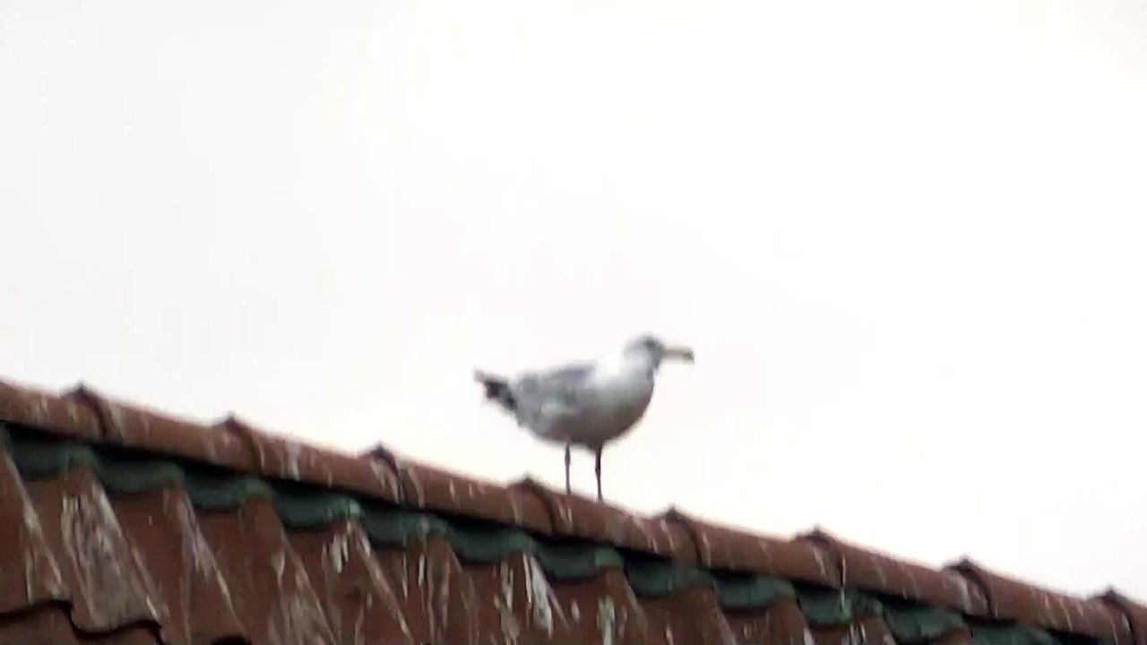 Königdermöwenschiet