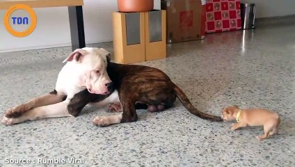 Ce petit Chihuahua attrape la queue du Pitbull : la réaction de ce dernier est totalement inattendue