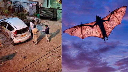 வெளவால்களால் கொரோனா அச்சத்தில் பெங்களூர் மக்கள்