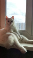 Cat Consumed by Deep Thoughts