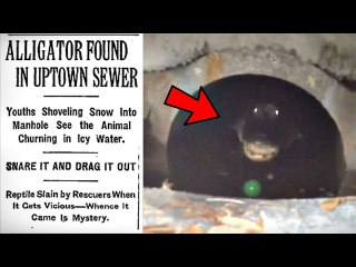 5 Most Compelling Pieces Of Sewer Alligator Evidence