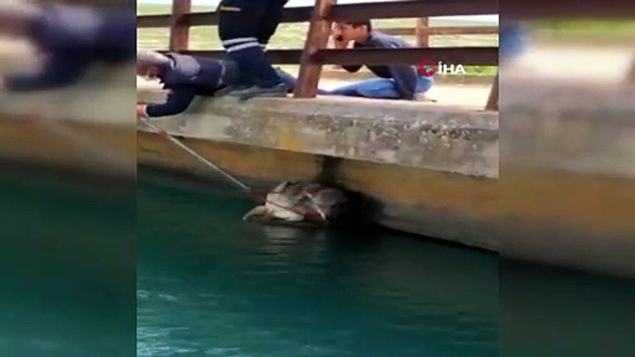 Sulama kanalına düşen kurt itfaiye ekipleri tarafından kurtarıldı