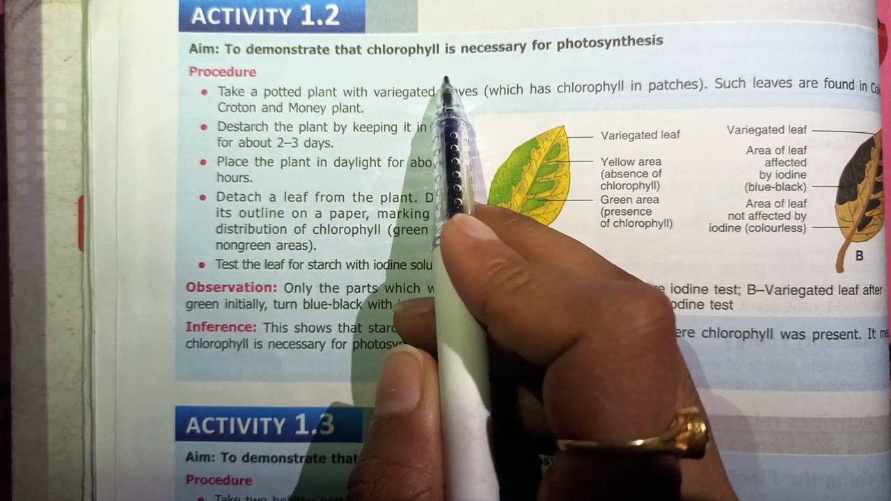 Activities related to show the importance of raw materials needed in photosynthesis........by Pooja Maurya