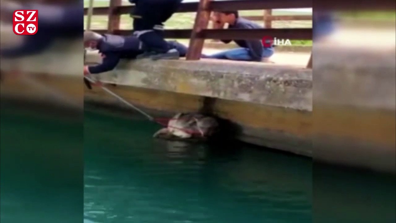 Sulama kanalına düşen kurt itfaiye ekipleri tarafından kurtarıldı