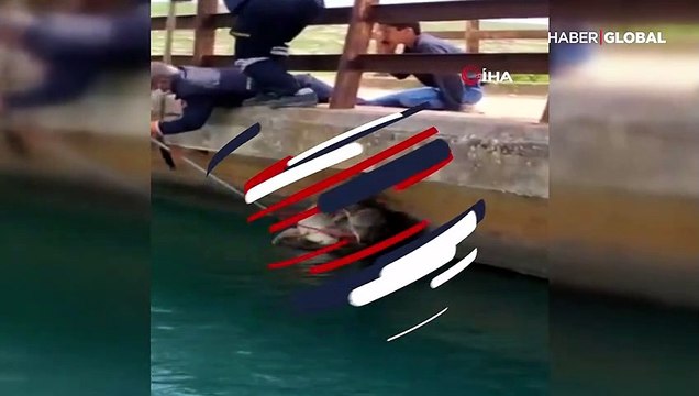 Nusaybin'de sulama kanalına düşen kurt kurtarıldı