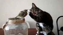 Un chat touche tout doucement un oiseau avec ses pattes au lieu de le dévorer.