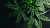 COVID-19 Pandemic To Speed Up Cannabis Legalization