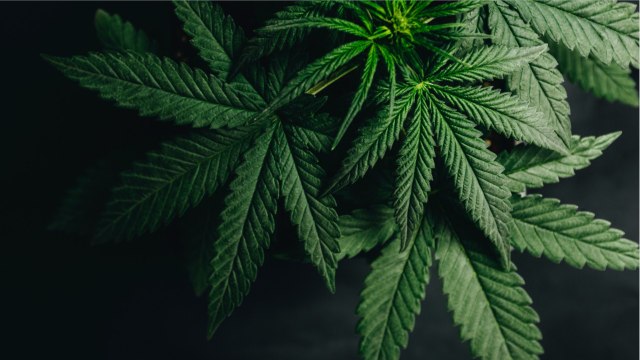 COVID-19 Pandemic To Speed Up Cannabis Legalization