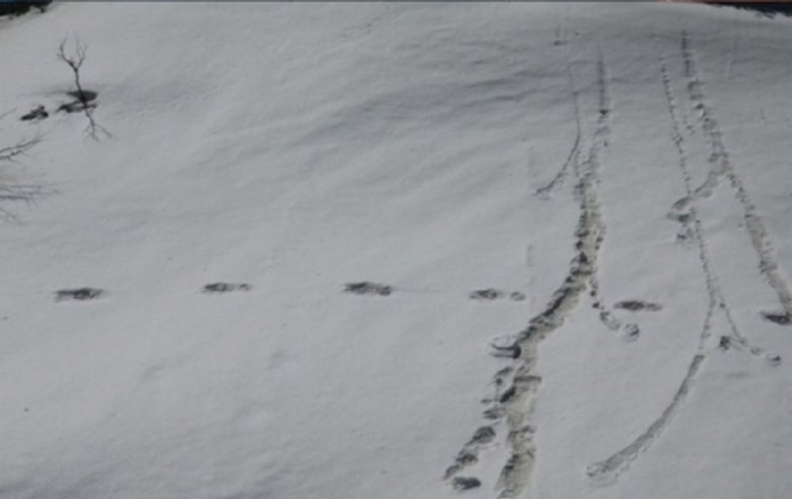 Indian Army tweets pictures of footprint of mythical beast Yeti