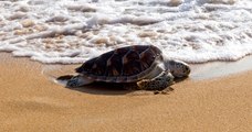 Coronavirus : les tortues pondeuses reprennent possession des plages thaïlandaises, désertées par les touristes