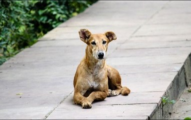 CCTV footage: 5 stray dogs drag kid in Amritsar, rescued by locals