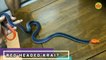 Most dengerous and beautiful Snake in the world| A1 Amazing Vedios
