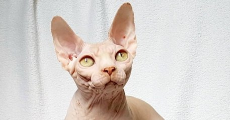 Cette vidéo présente le sphynx, une race de chat unique