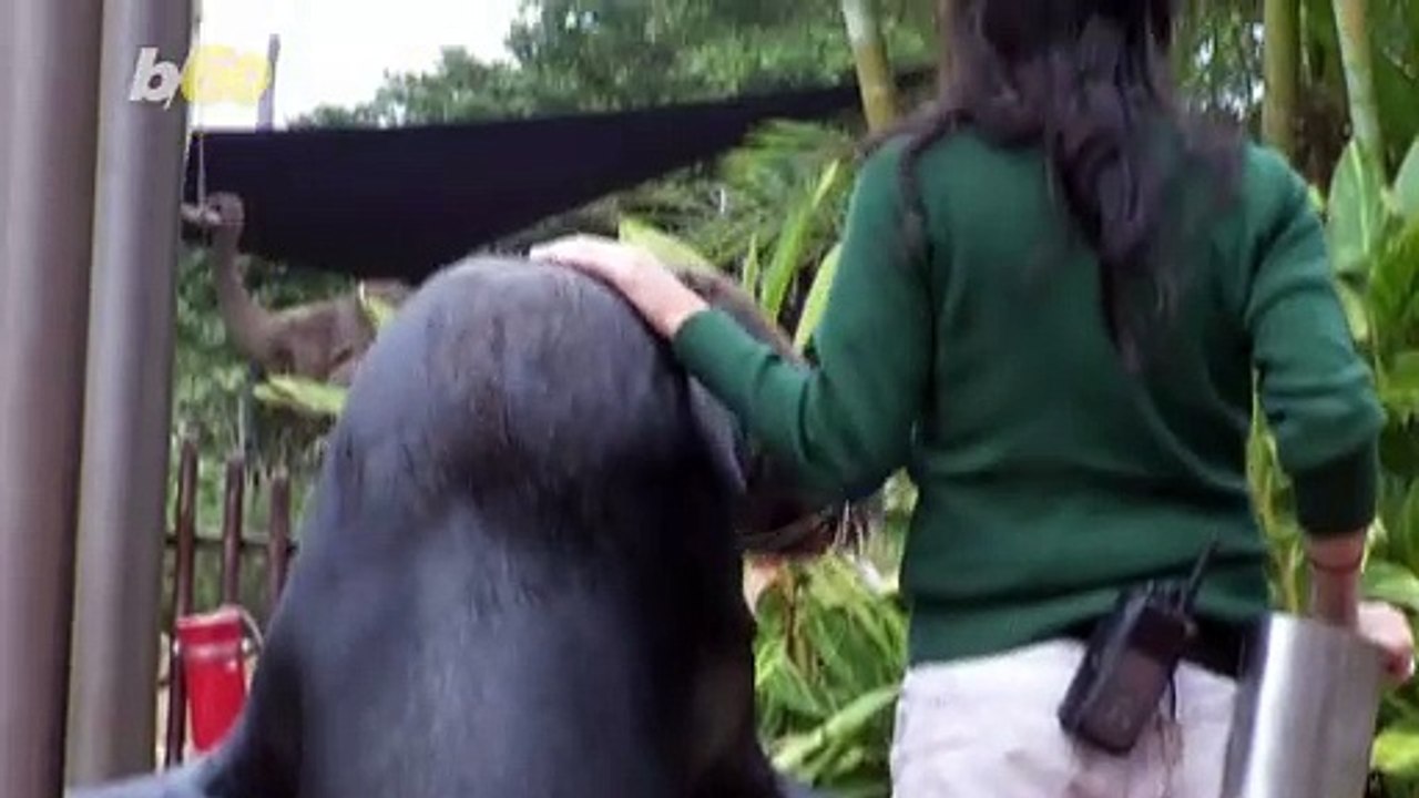 Running Wild! Animals at Australia Zoo Get to Venture Outside of Enclosures Amid Coronavirus Pandemic!