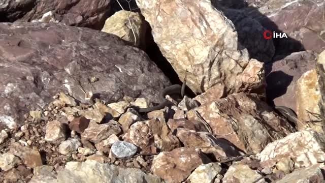 Bu köyde yılanlar sürü halinde geziyor