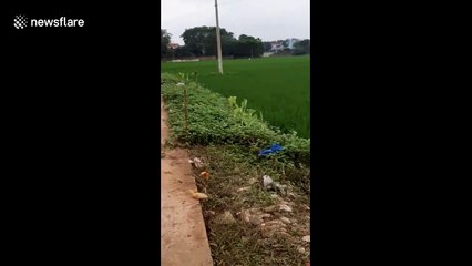 Vietnamese farmer guides hundreds of ducklings back to their home