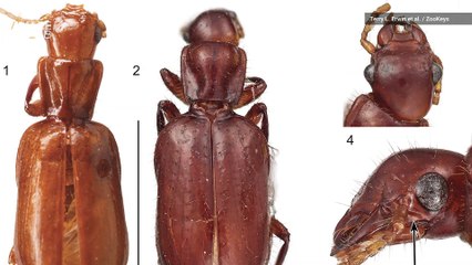 Rare Ground Beetle Has Odd Trait Not Seen in 40,000 Other Species