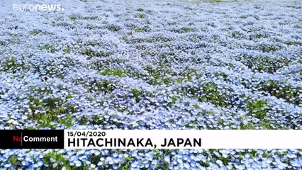 O espetáculo natural que só pode ser visto pelos funcionários do Hitachi Seaside