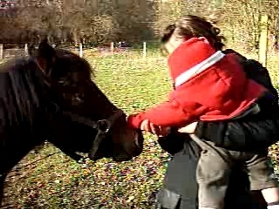 Rémy et le cheval